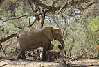 Elefantenkuh mit Baby vor den Bäumen