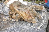 Bergkristallstufe 35 cm Turbengletscher 2008